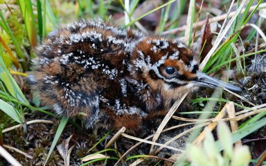 Fluffy chick nesting on the ground