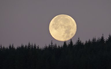 Moon rising over a forest