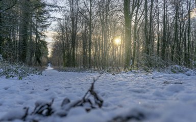 Snow linked woodland path running into the distance of the forest