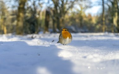 Robin perched on top of the snow dusted forest floor