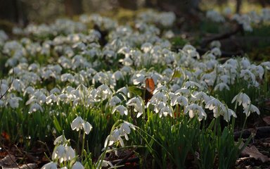Snowdrops in the forest 