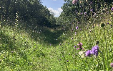 Grass meadow with wildflowers