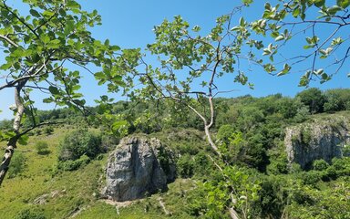 Sorbus anglica and Sorbus eminens in Cheddar Gorge