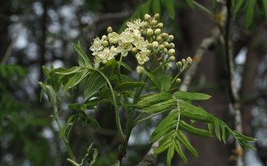 A close up of flowers growing on the Whitty Pear Tree in Wyre Forest