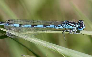 A blue and black Southern Damselfly rest on a strand of grass in the sun