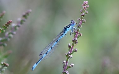 damselfly on a stem