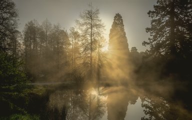 Bedgebury National Pinetum Dallimore Valley sunrise splitting the trees