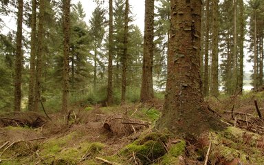 Close up of spruce tree trunk 