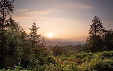 The sun is setting between conifer trees