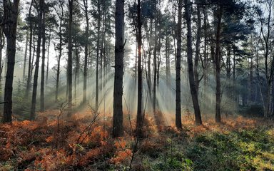 Sun shining through trees with bracken and grass covered in dew