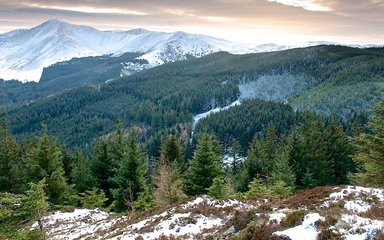 View across Whinlatter forest, mountains in the background and conifers in the foreground