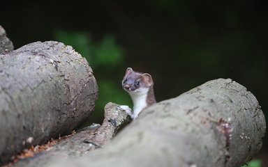 Stoat poking its head up between the logs in a timber stack