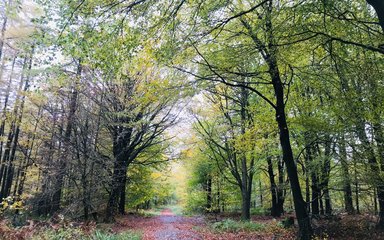 A path running between autumnal trees