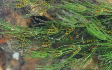 Stonewort - small green plant under water