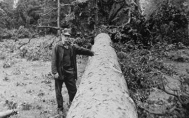 Man standing by a fallen tree