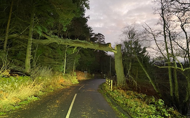 Fallen tree across road