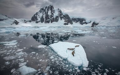 Three seals on a small ice floe against a mountainous icy landscape.