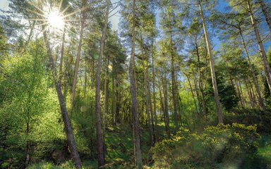 Sun shining through forest trees in the summer