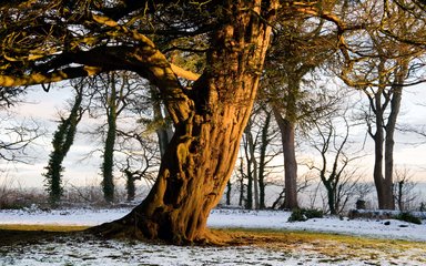 Golden glow of tree surrounded by snow