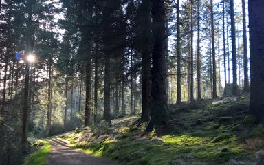 Sunlight through trees at Kielder Forest