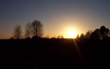 Sun setting behind silhouetted trees