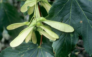 Close-up of paired, winged sycamore seeds attached to a leaf