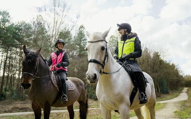 A grey horse and a brown horse in the woods with their riders