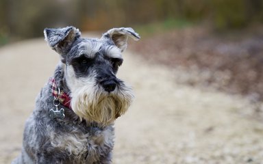 Small dog on a forest trail