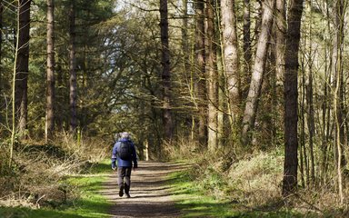 Man walking away down a forest trail