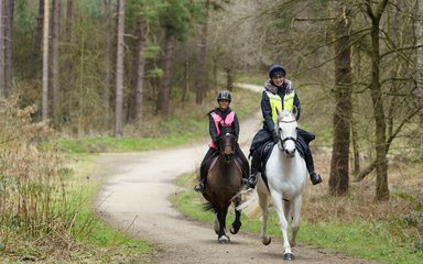 2 horse riders on a forest trail