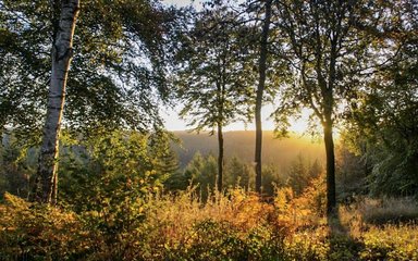 Dalby Forest sunrise through the trees