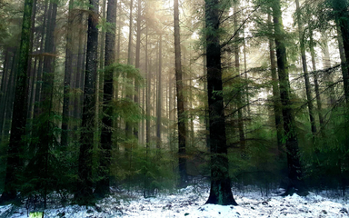 Wintry forest