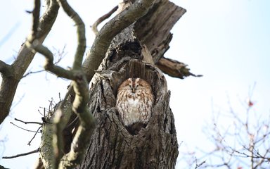 Tawny owl sat in hollow of tree looking content