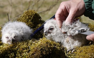 Two tawny owl chicks being measured and weighed