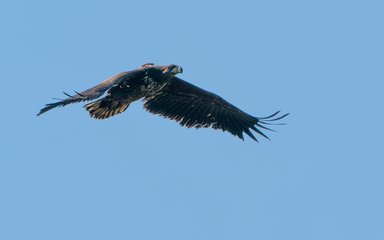 White-tailed eagle flying in blue sky