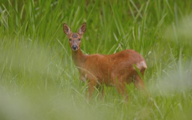 Secret Life of the Forest Dalby 3