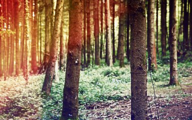 Trees in a forest at sunsent