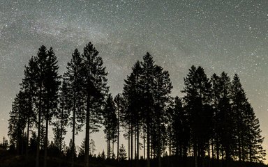 Stars in the night sky above conifer trees