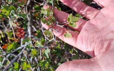 smallest leafed maple Acer hyrcanum subsp. reginae amaliae