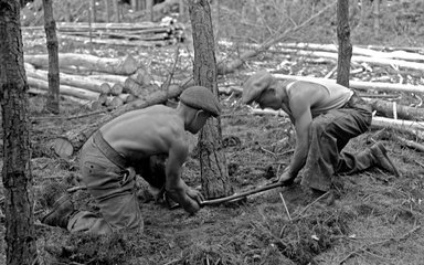 Thetford oral history, felling tree 