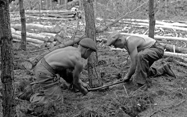 Thetford oral history, felling tree 