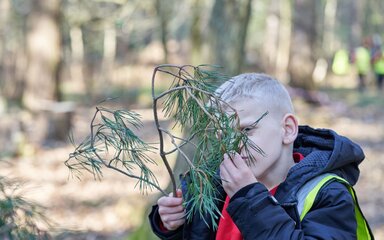 A young boy wearing a high-vis vest, smelling pine twigs in the forest.