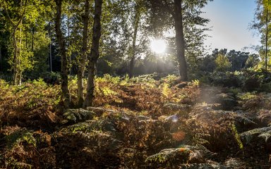 Sun shining through green trees and shrubs