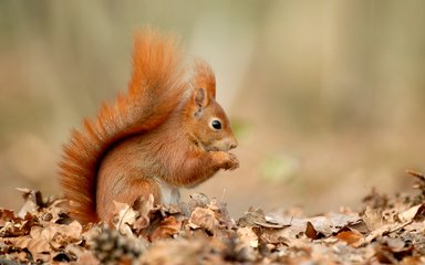 Red squirrel eating a nut