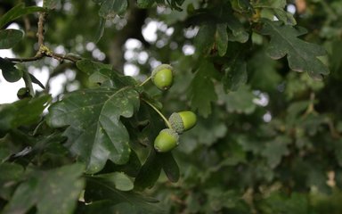 Three bright green acorns stand out from the centre of a bunch of darker oak leaves. In the background, dappled light flows through the shade of the tree.