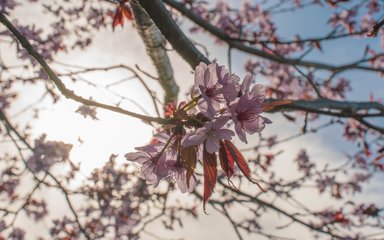 Pink tree blossom