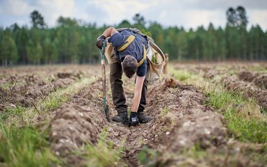 Man bending over to plant a tree sapling