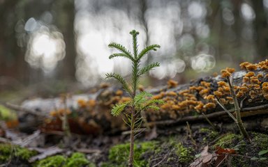 Single sapling on the forest floor