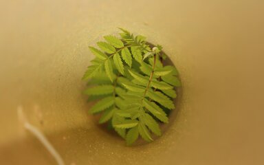 A small tree is growing inside a tube, this photo is taken from the top looking down the tube just showing the top of the new trees leaves. 