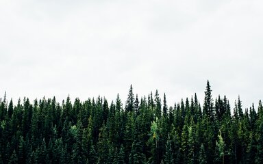 Conifer tree tops